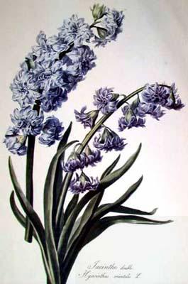 Cornelis van Spaendonck Prints Hyacinth China oil painting art
